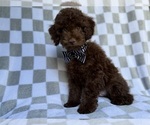 Small #3 Cavapoo (Miniature)