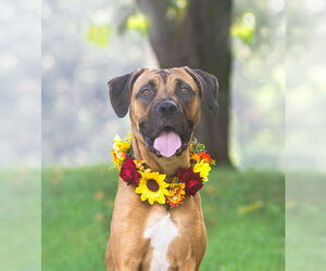 Selena - Female Boxer-Unknown Mix Dog for Adoption - Photo #3