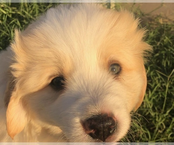 Medium Photo #11 Great Bernese Puppy For Sale in SCOTTSDALE, AZ, USA