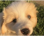 Small Photo #11 Great Bernese Puppy For Sale in SCOTTSDALE, AZ, USA