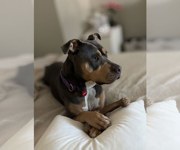 Medium Photo #1 American Bulldog Puppy For Sale in Petaluma, CA, USA