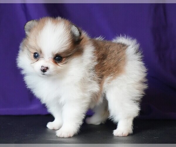 Medium Photo #3 Pomeranian Puppy For Sale in ROCK VALLEY, IA, USA