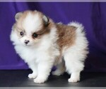 Small #2 Pomeranian