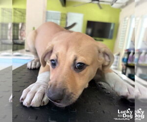 Mutt Dogs for adoption in Washington, DC, USA