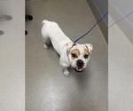 Small Bulldog Mix