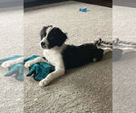 Small #4 Border Collie Mix