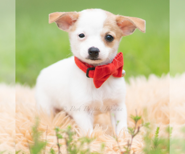 Medium Photo #3 Chihuahua Puppy For Sale in WARSAW, IN, USA