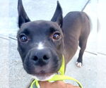 Small #4 American Staffordshire Terrier Mix