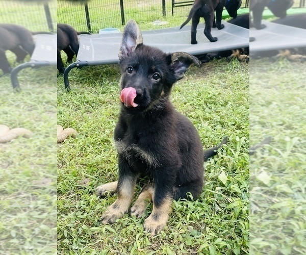 Medium Photo #24 German Shepherd Dog Puppy For Sale in WEST POINT, VA, USA