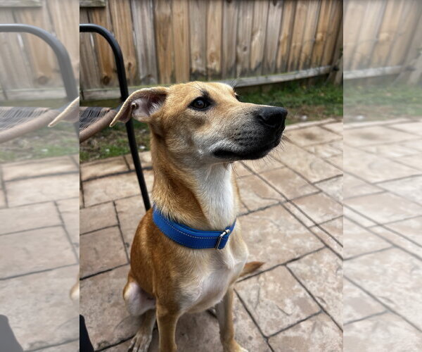 Medium Photo #7 Labrador Retriever-Unknown Mix Puppy For Sale in Virginia Beach, VA, USA