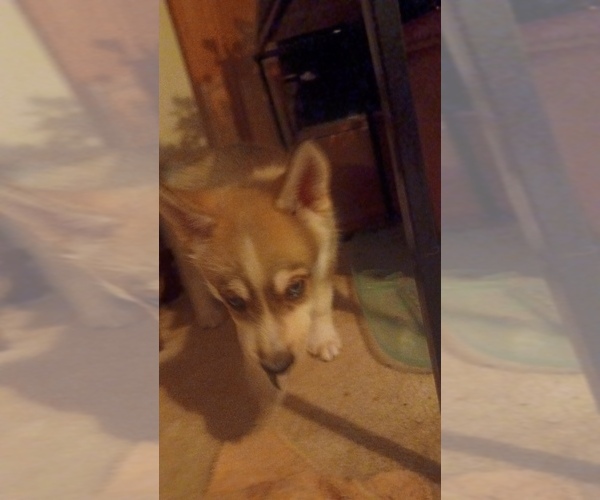 Medium Photo #3 Gerberian Shepsky Puppy For Sale in EDMORE, MI, USA