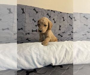 Medium Goldendoodle