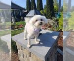 Small #4 Bichon Frise