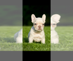 Puppy Porsche French Bulldog