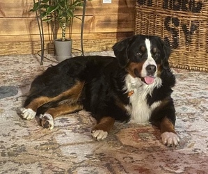 Mother of the Bernese Mountain Dog puppies born on 11/28/2022