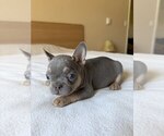 Small Photo #11 French Bulldog Puppy For Sale in RENTON, WA, USA