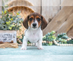 Puppy Blitz Dachshund