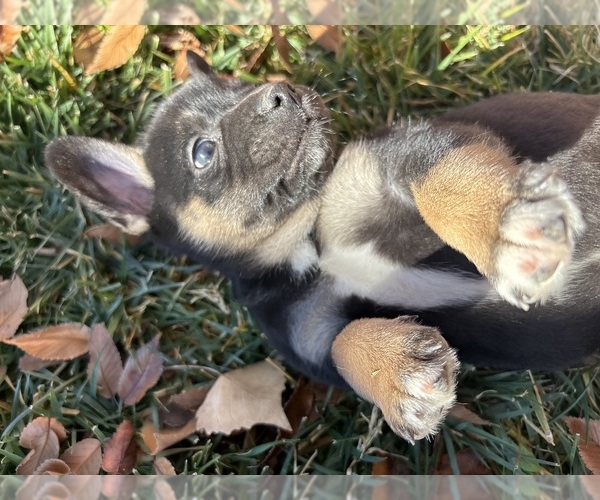 Medium Photo #16 French Bulldog Puppy For Sale in NORTH LAS VEGAS, NV, USA