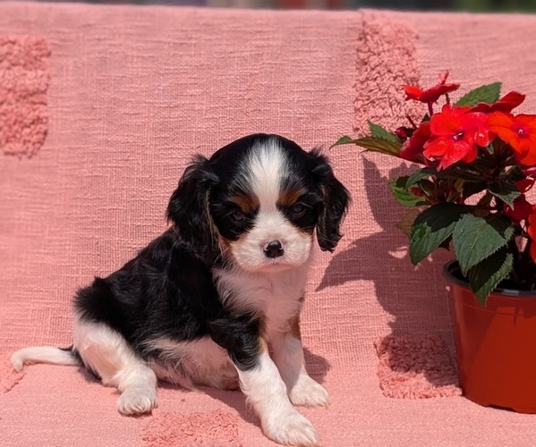 Medium Photo #17 Cavalier King Charles Spaniel Puppy For Sale in GOSHEN, IN, USA