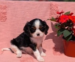 Small Photo #17 Cavalier King Charles Spaniel Puppy For Sale in GOSHEN, IN, USA