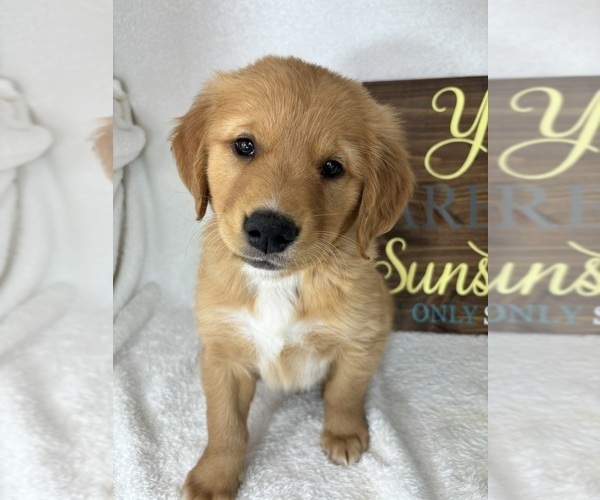 Medium Photo #4 Golden Retriever Puppy For Sale in GREENFIELD, IN, USA