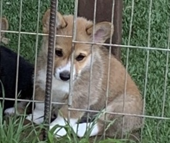 Medium Photo #4 Pembroke Welsh Corgi Puppy For Sale in BURLESON, TX, USA