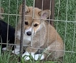 Small #3 Pembroke Welsh Corgi