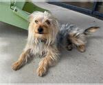 Small Silky Terrier