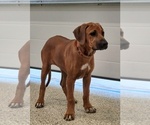 Puppy Puppy 2 Rhodesian Ridgeback
