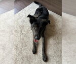 Small #2 Labrador Retriever Mix