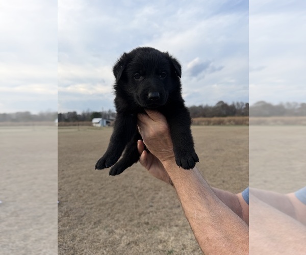 Medium Photo #8 German Shepherd Dog Puppy For Sale in GREENVILLE, NC, USA