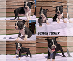 Image preview for Ad Listing. Nickname: Litter of 6