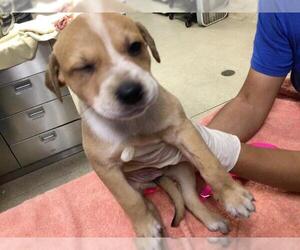 German Shepherd Dog-Unknown Mix Dogs for adoption in Riverside, CA, USA
