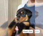 Small Photo #3 Rottweiler Puppy For Sale in NARVON, PA, USA