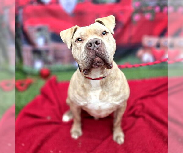 Medium Photo #4 Mutt Puppy For Sale in Long Beach, CA, USA