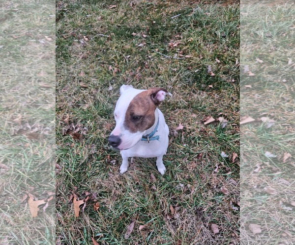 Medium Photo #5 Beagle-Unknown Mix Puppy For Sale in Hinton, WV, USA