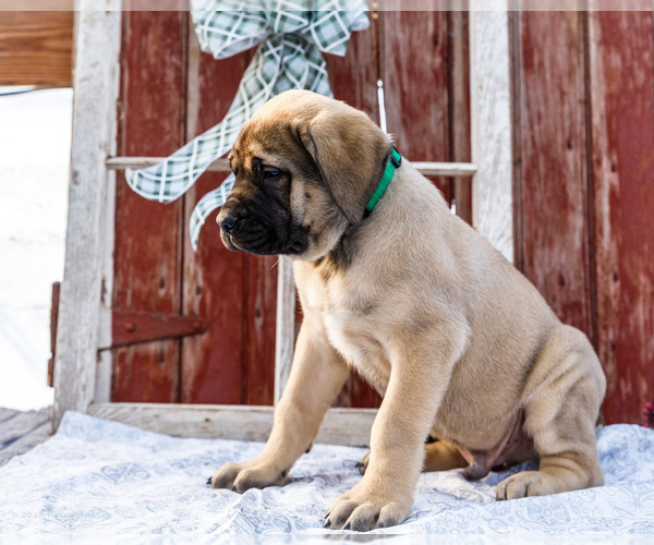 Medium Photo #17 Mastiff Puppy For Sale in WAKARUSA, IN, USA