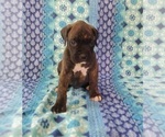 Small Photo #2 Boxer Puppy For Sale in PINE CITY, MN, USA