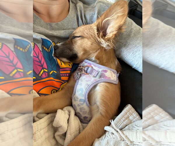 Medium Photo #2 Chiranian Puppy For Sale in Salt Lake City, UT, USA