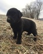 Small Photo #2 Labrottie Puppy For Sale in PORT ROYAL, PA, USA