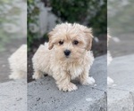 Small #1 Coton de Tulear-Poodle (Toy) Mix