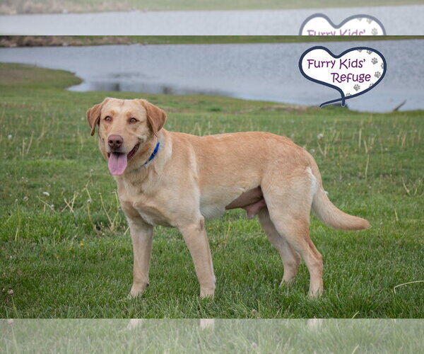 Medium Photo #3 Labrador Retriever Puppy For Sale in Lee's Summit, MO, USA