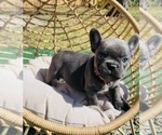 Small #3 French Bulldog