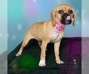 Bogle Dogs for adoption in Corona, CA, USA