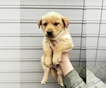 Small Photo #12 Alaskan Husky-Golden Retriever Mix Puppy For Sale in PORTLAND, OR, USA