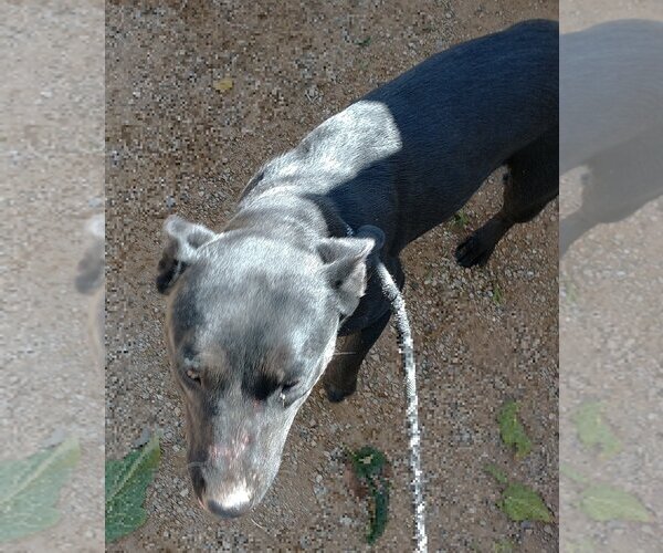 Medium Photo #3 Labrador Retriever Puppy For Sale in Apple Valley, CA, USA