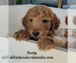 Poodle (Standard) Puppy for sale in WILSON, CT, USA