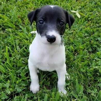 Medium Photo #1 Whippet Puppy For Sale in SAINT PETERS, MO, USA