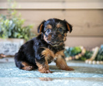 Small Photo #12 Yorkshire Terrier Puppy For Sale in LIGONIER, IN, USA