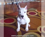Small Photo #169 Dogo Argentino Puppy For Sale in PINEVILLE, MO, USA